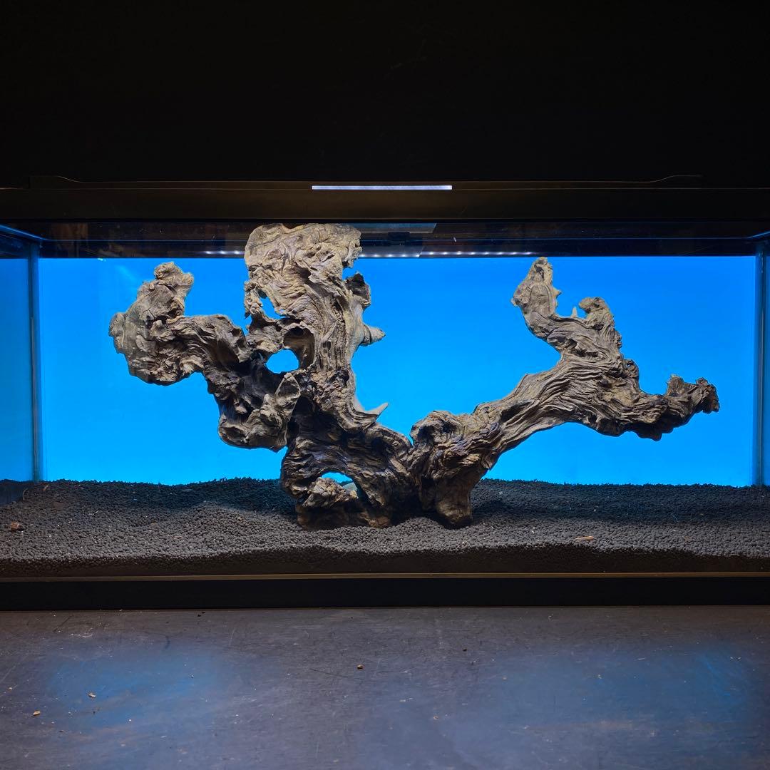 MJW-6619 「特大」ジンジャーウッド　90cm水槽用　天然流木一点物