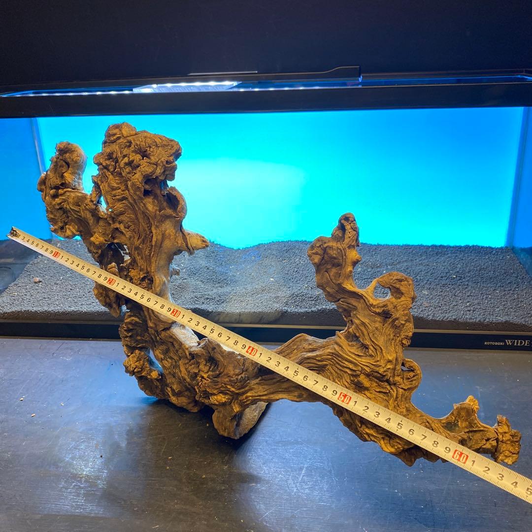 MJW-6619 「特大」ジンジャーウッド　90cm水槽用　天然流木一点物