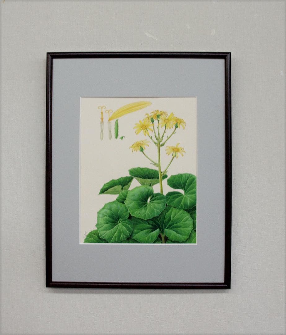【絵画】ボタニカルアート　「つわぶき」原画