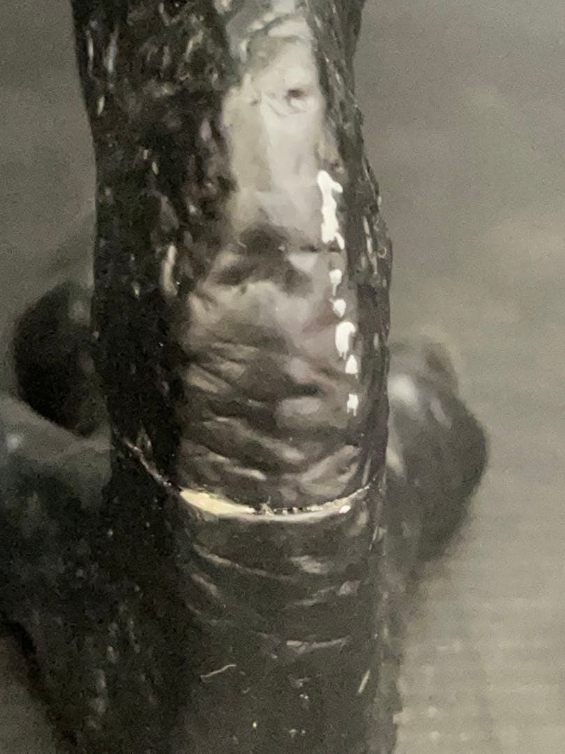 グレムリン　19インチ　ストライプ モノクロVer