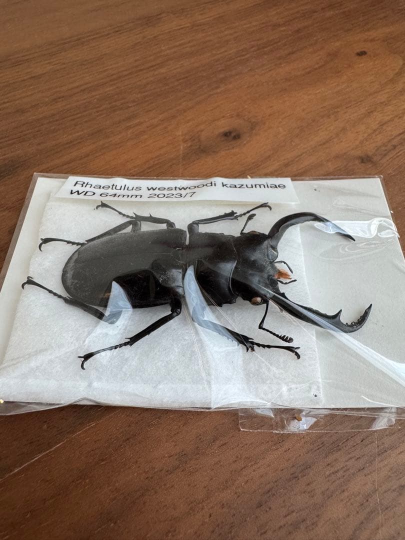 わ*木様 ウエストウッディオオシカクワガタ　標本