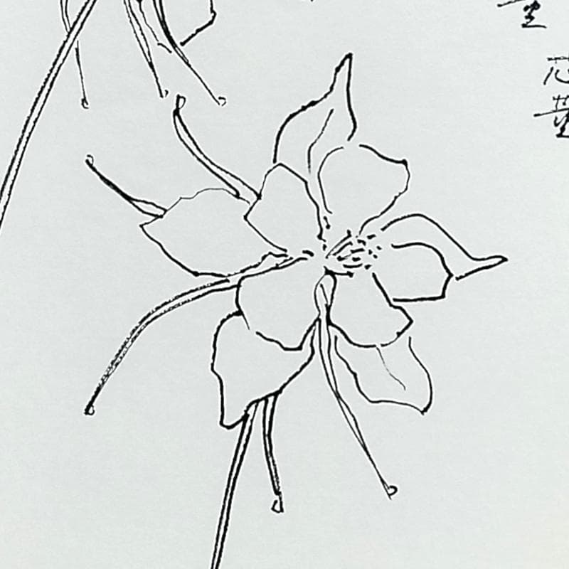 ☆坂本直行☆「 西洋オダマキ（イェロークイーン）」ペン画　大衣　未使用！