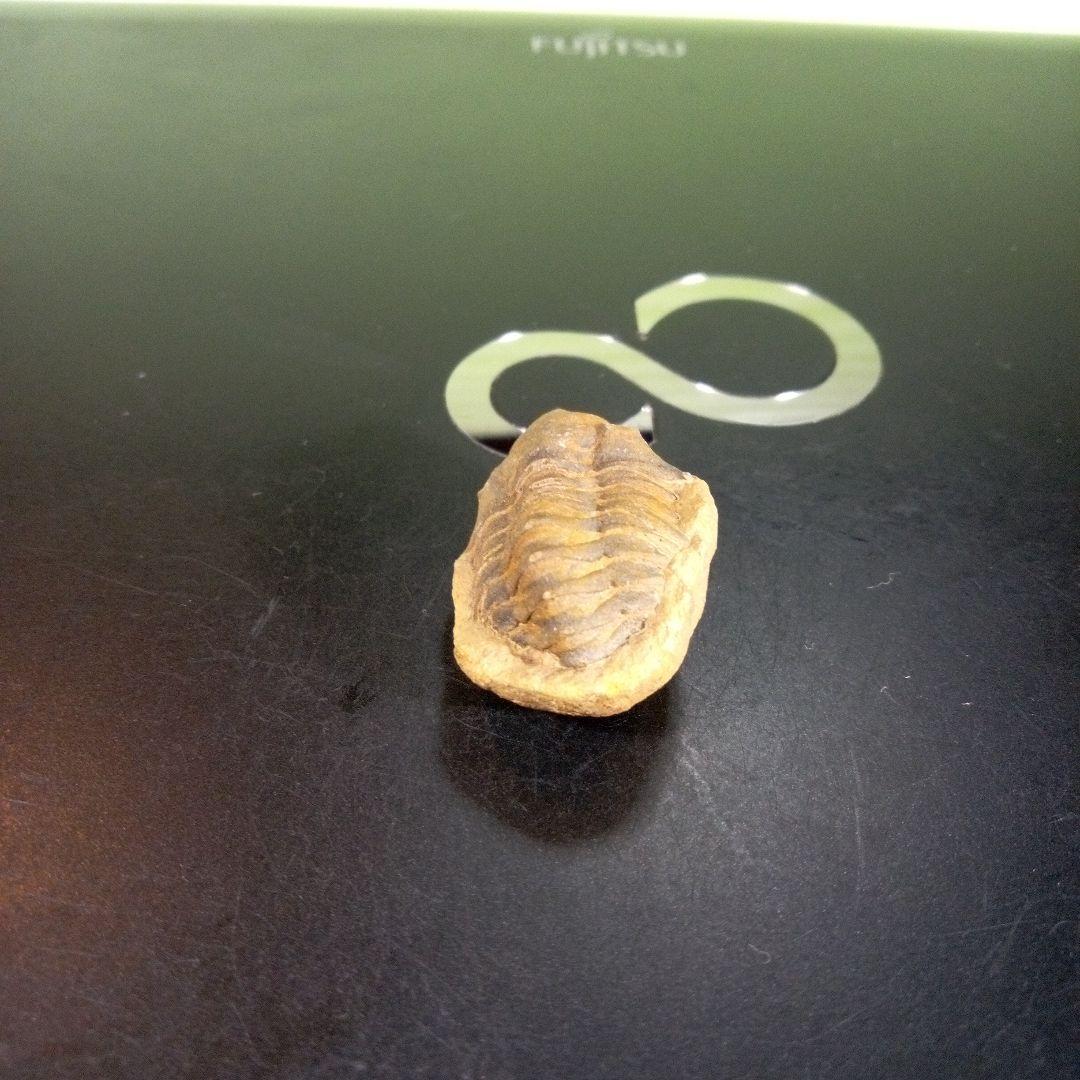 三葉虫　化石　fossil　海　ボリビア産　trilobite　海生動物種別⑦