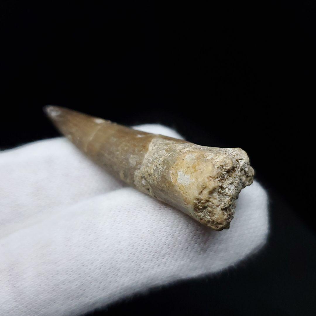 プレシオサウルス 化石 歯 本物 モロッコ産 41.20mm ケース付 pr88