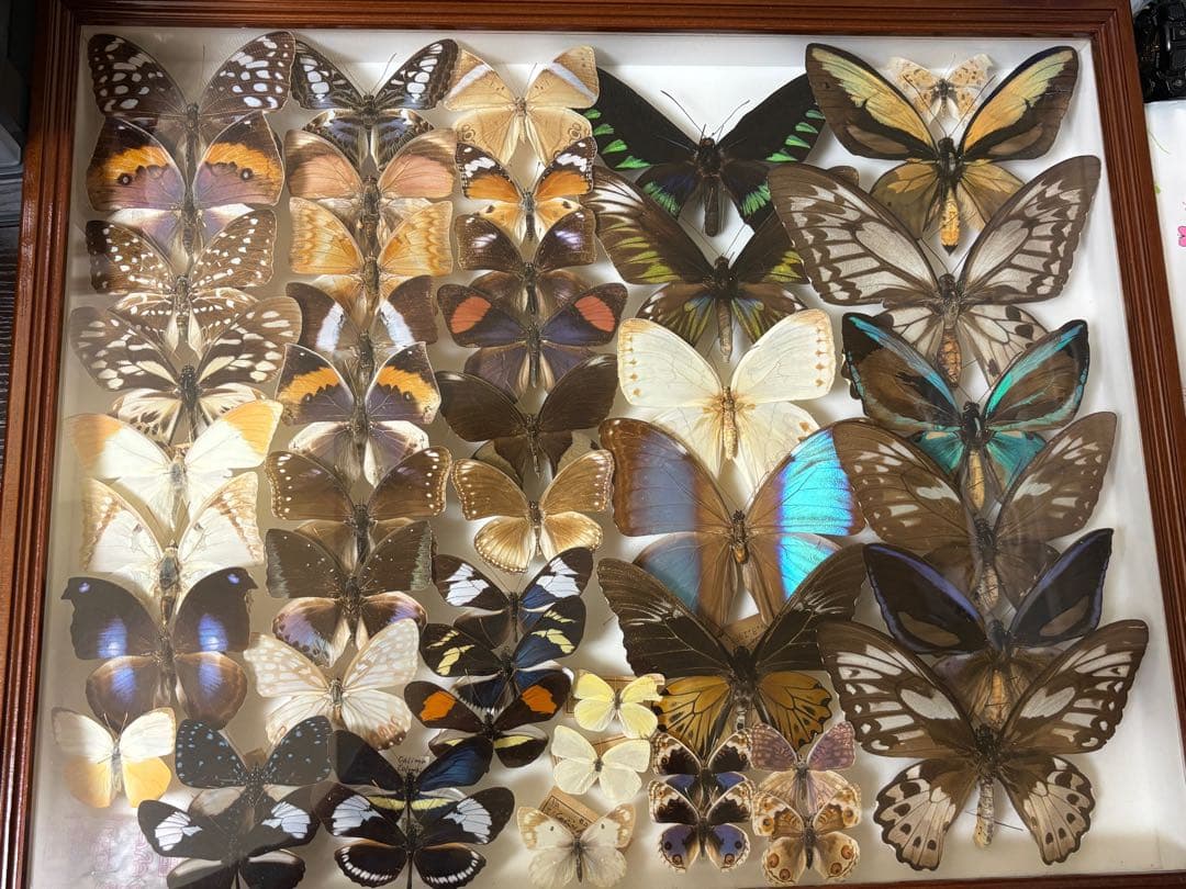 蝶標本