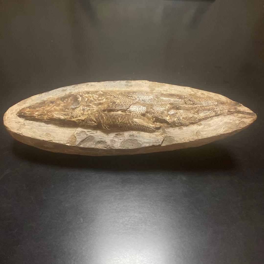 貴重な古代魚の化石　1億年前