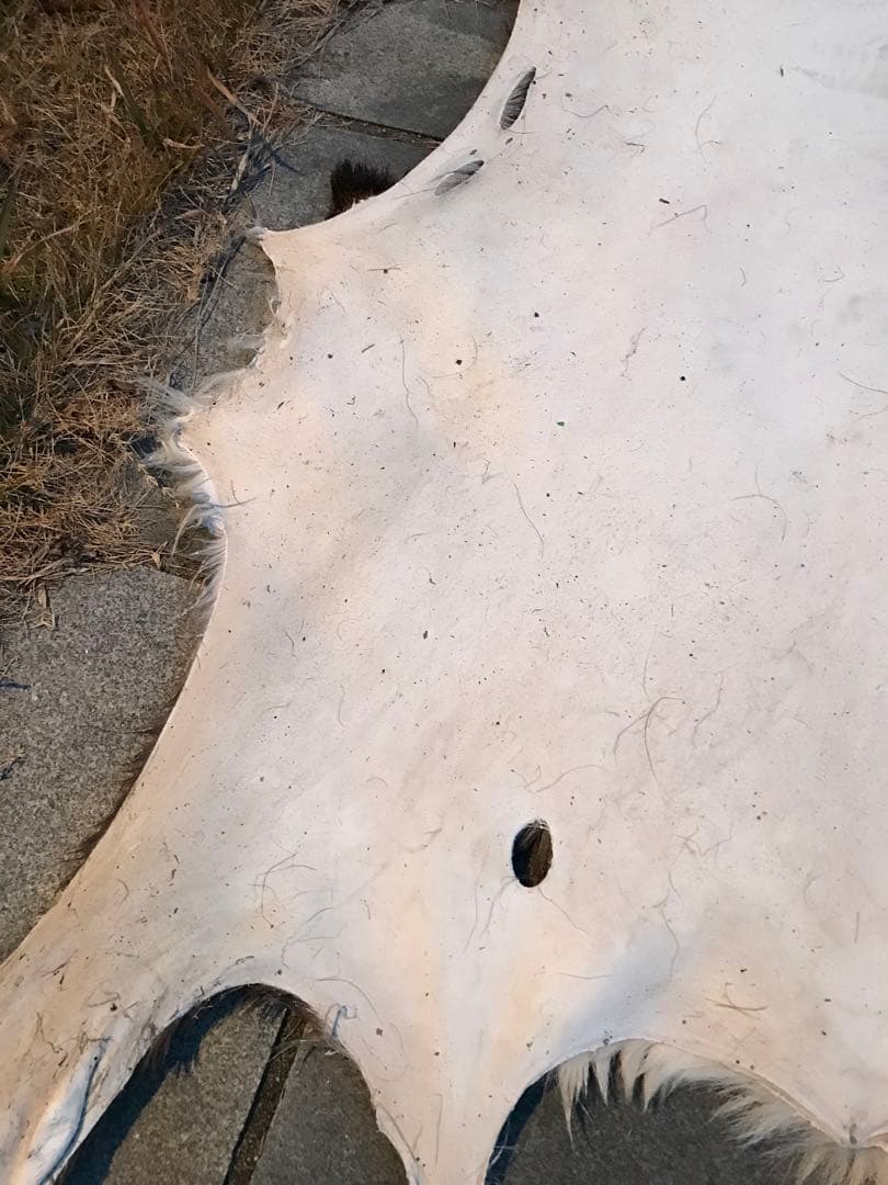 ニホンジカ♂毛皮　23-1