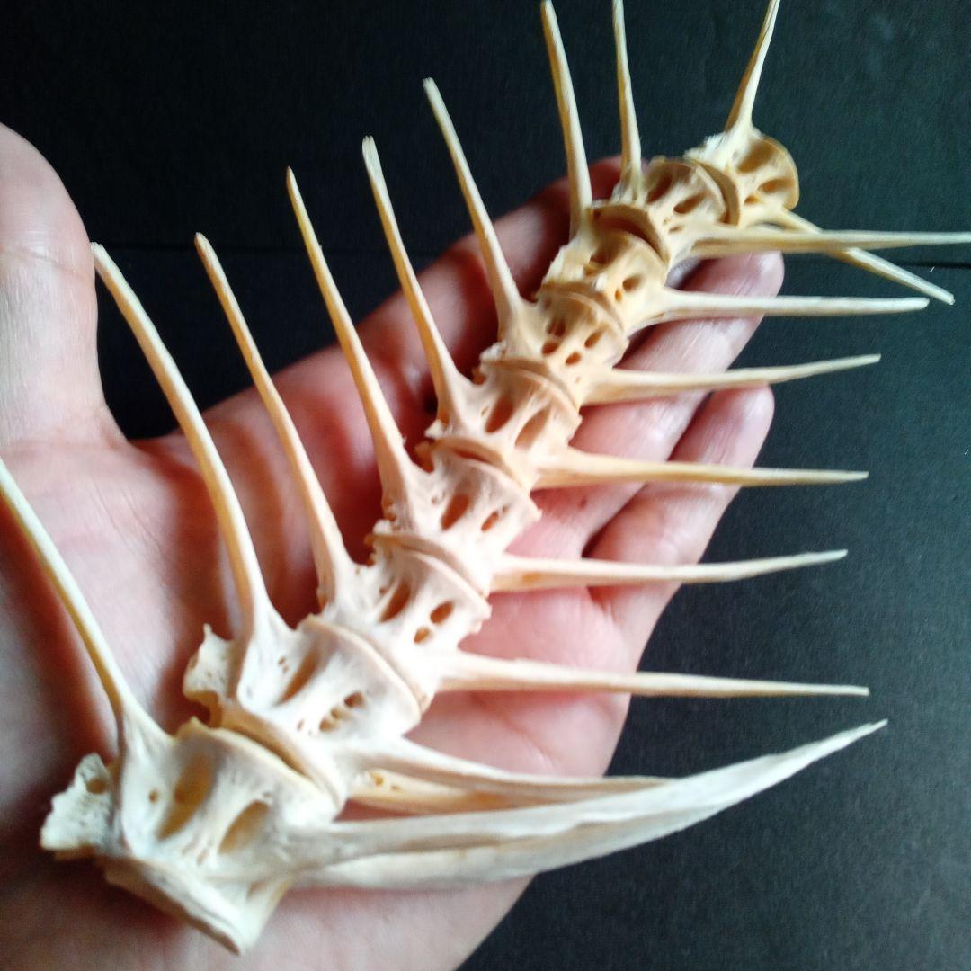 骨格　標本　魚類　ナポレオンフィッシュ　脊椎骨