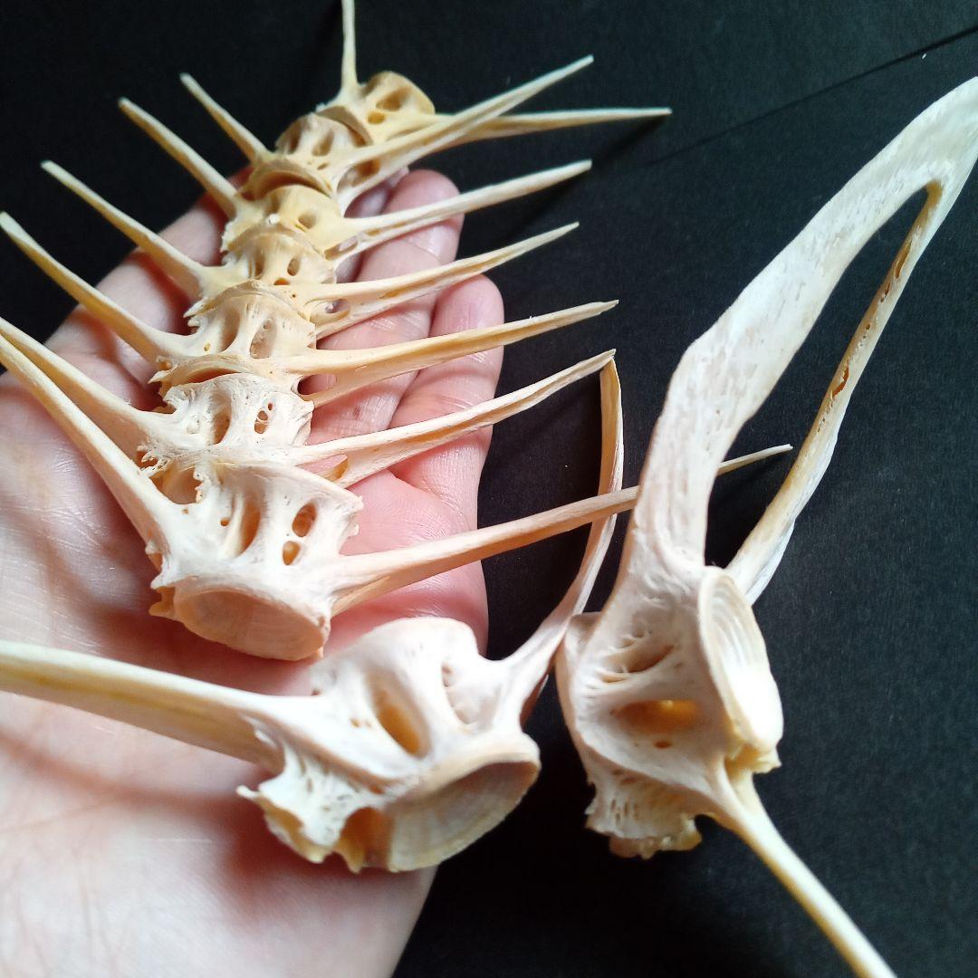 骨格　標本　魚類　ナポレオンフィッシュ　脊椎骨