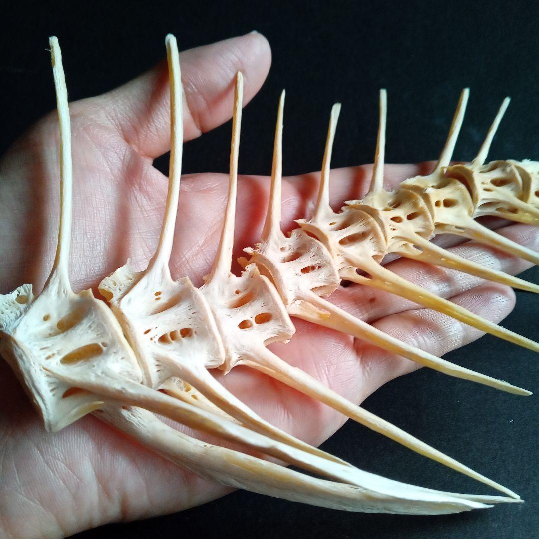 骨格　標本　魚類　ナポレオンフィッシュ　脊椎骨