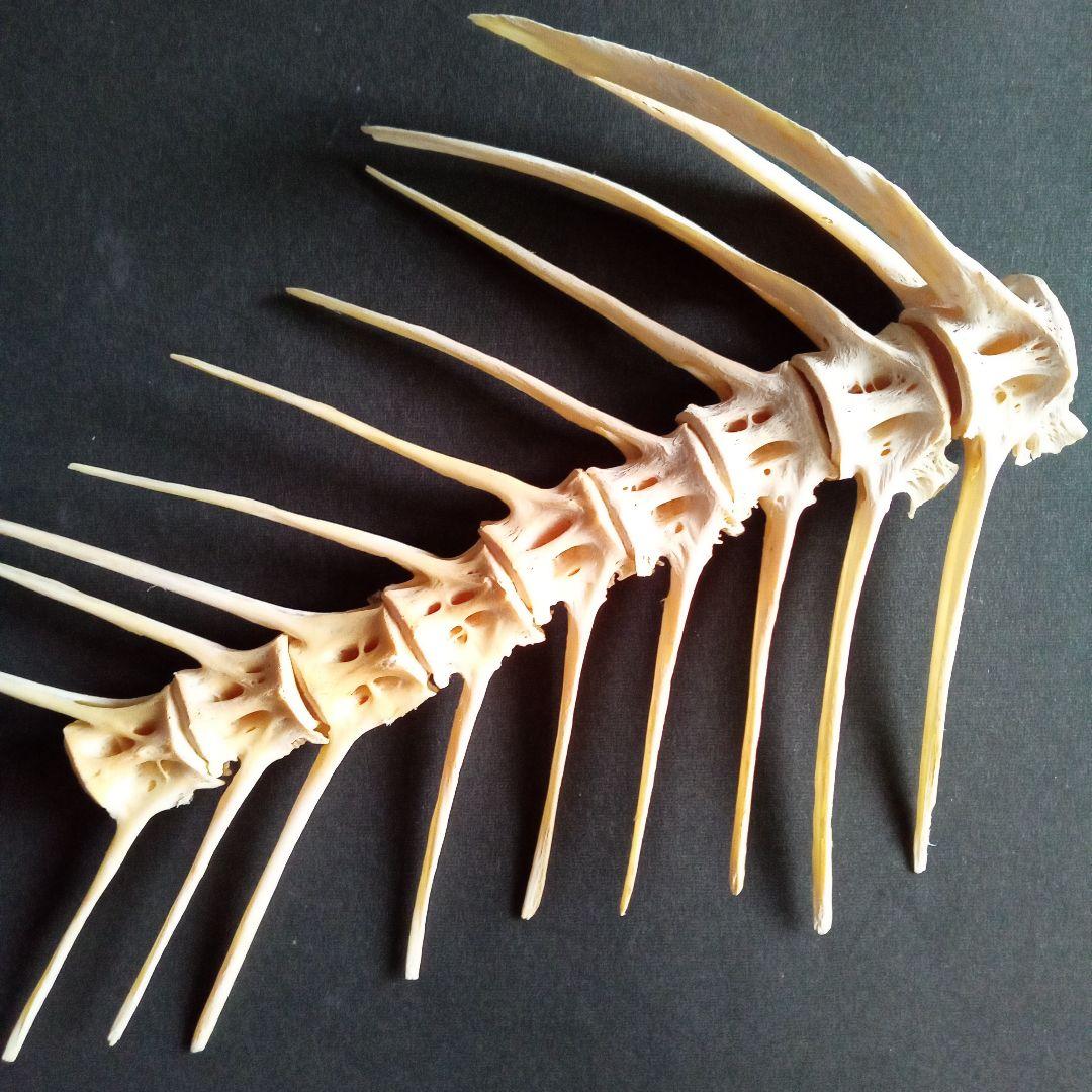 骨格　標本　魚類　ナポレオンフィッシュ　脊椎骨