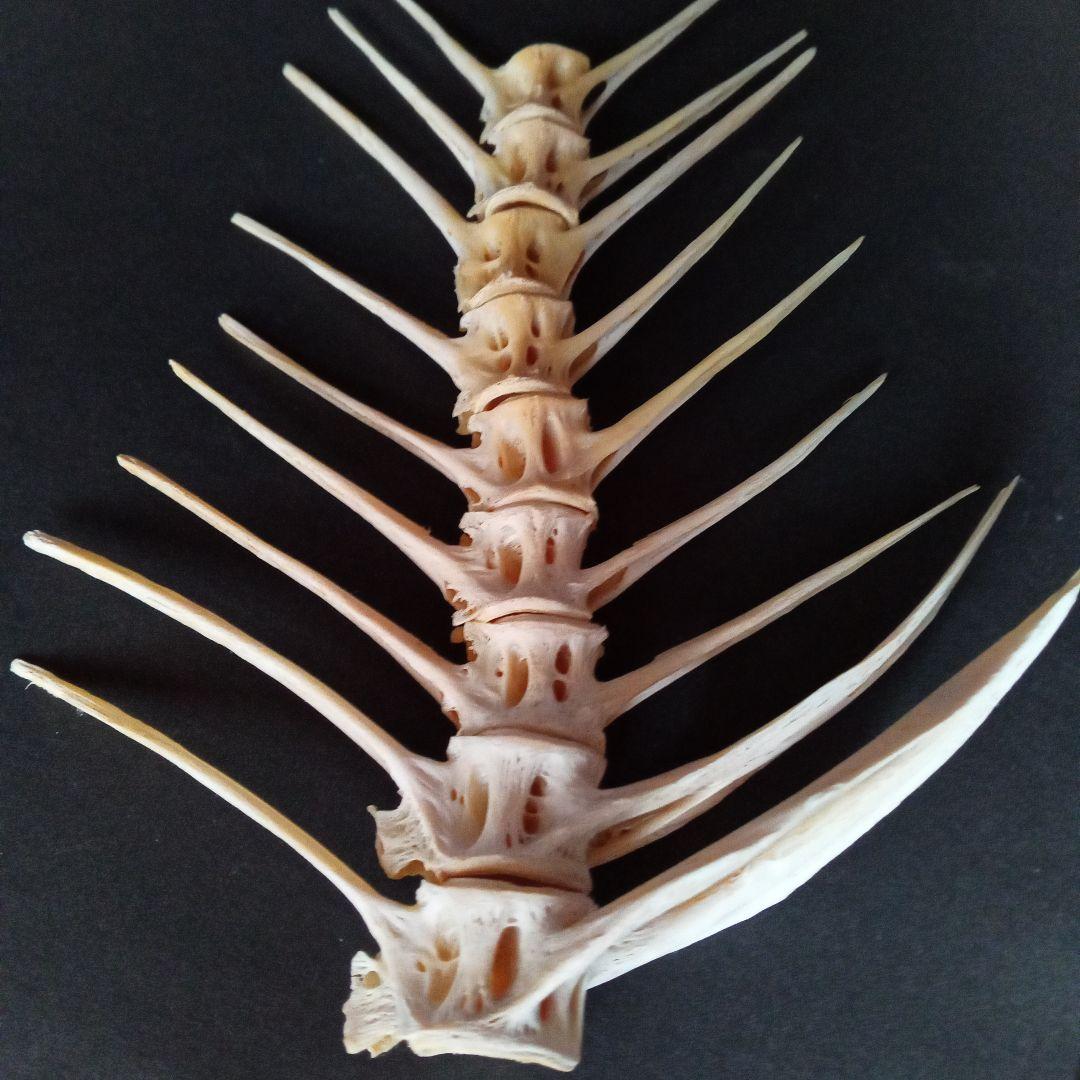 骨格　標本　魚類　ナポレオンフィッシュ　脊椎骨