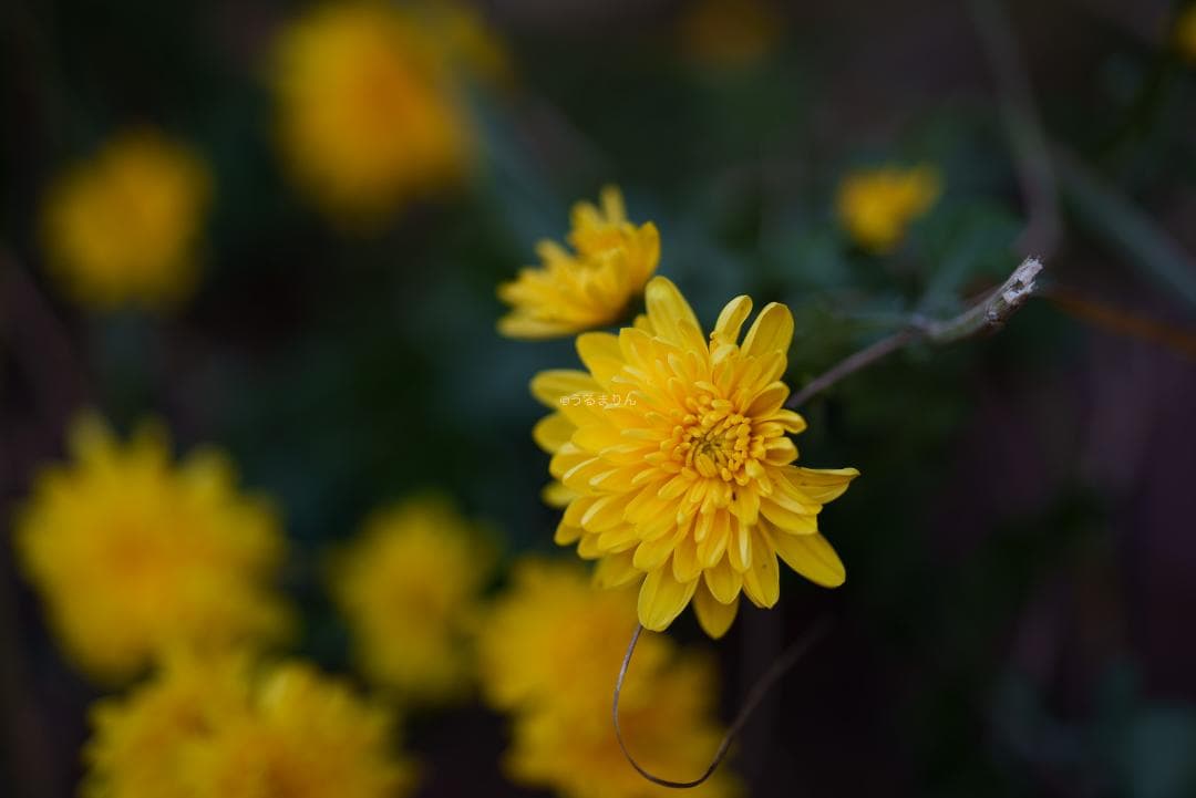 Dyz様　極美品！現代最高の50mm！SONY FE 50mm F1.2 GM