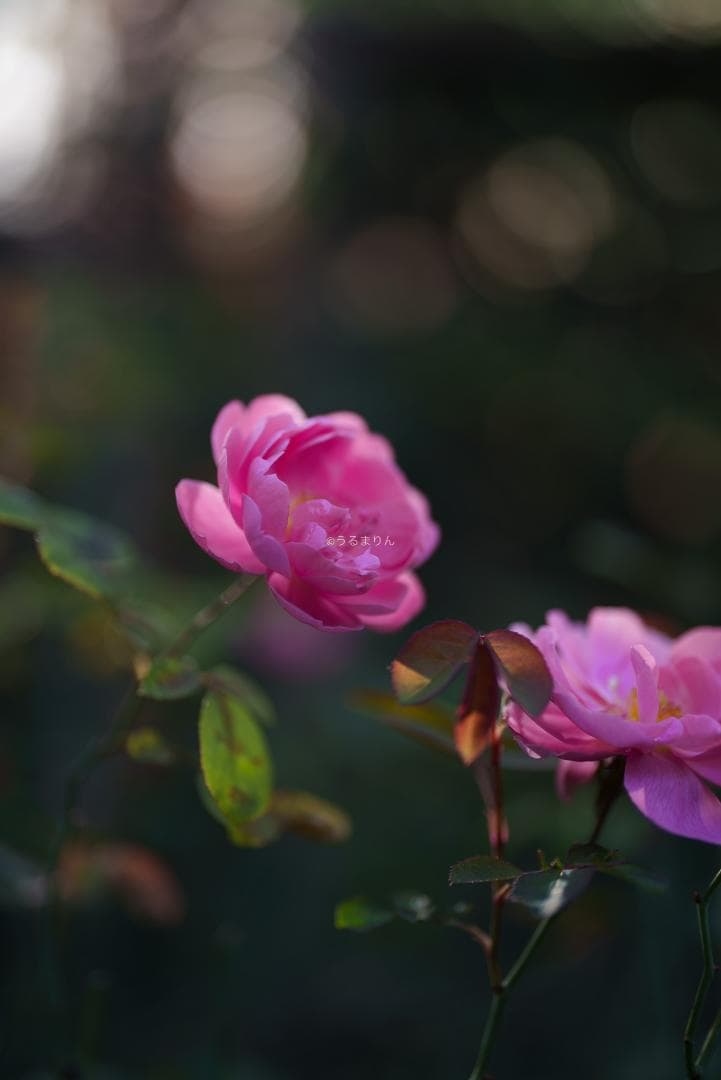 Dyz様　極美品！現代最高の50mm！SONY FE 50mm F1.2 GM