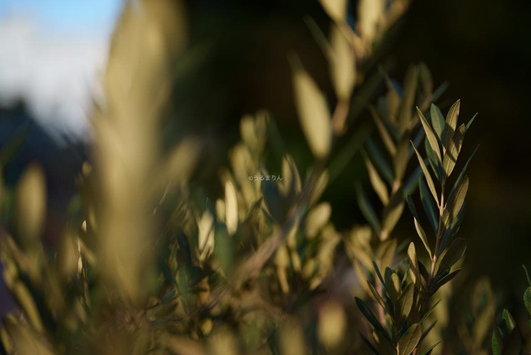 Dyz様　極美品！現代最高の50mm！SONY FE 50mm F1.2 GM