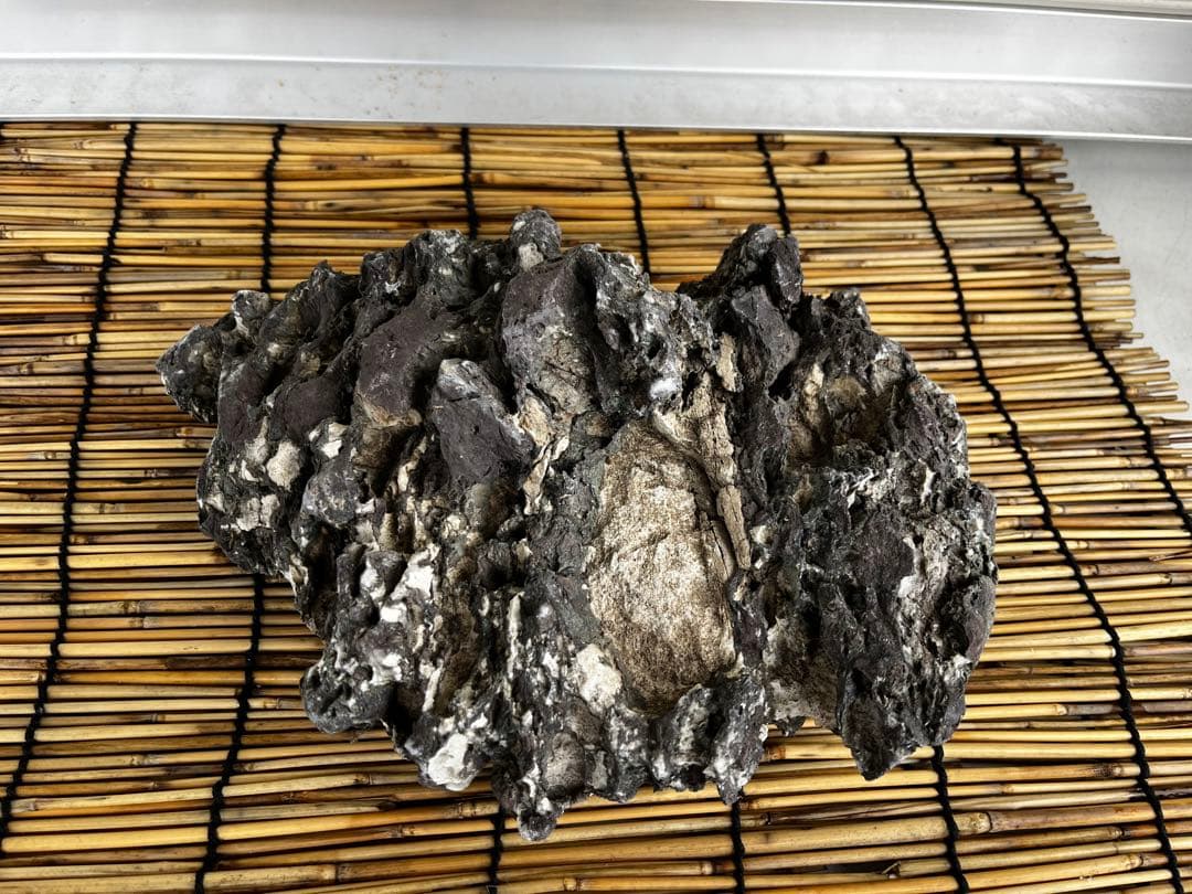 佐治石〈29〉【Taiyoメダカ】