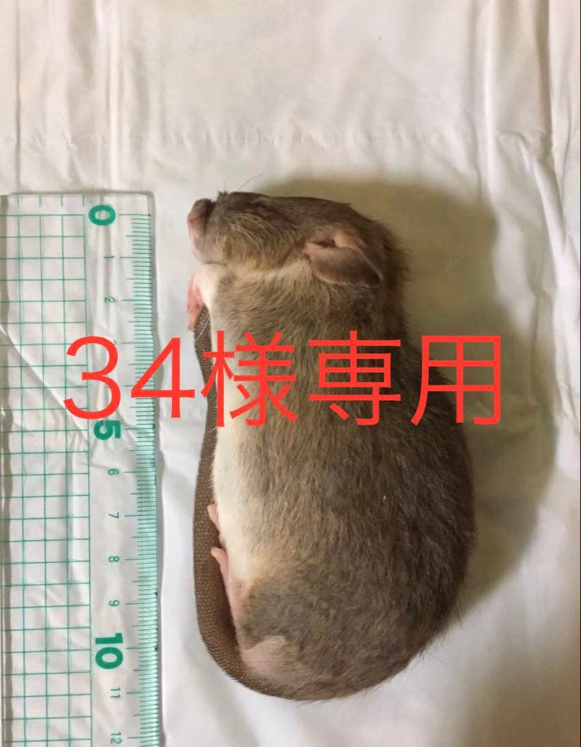 冷凍H10 ADM30 ADL30 SS10 S20