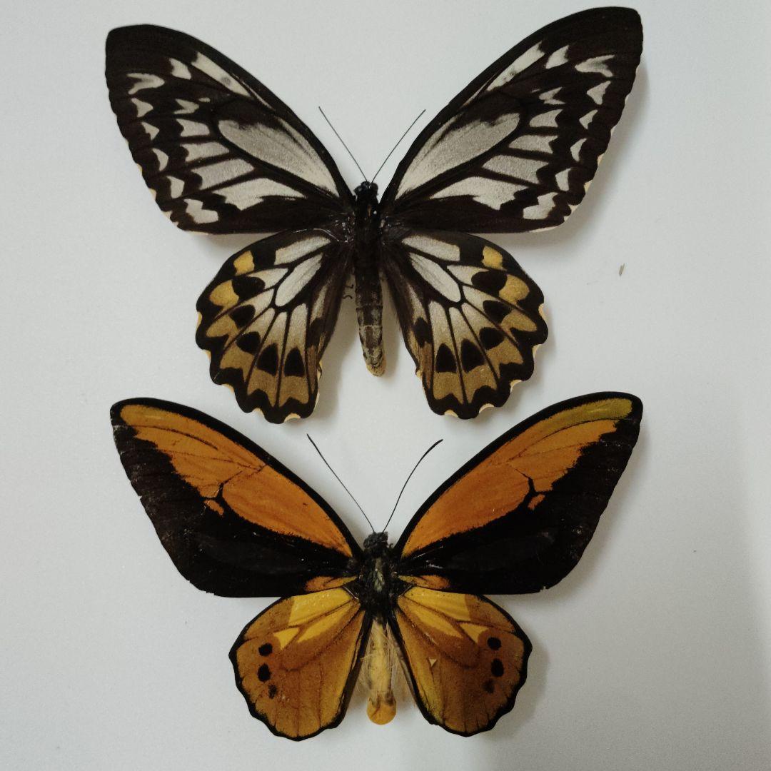 アカメガネトリバネアゲハ　蝶標本　ペア　モロタイ島