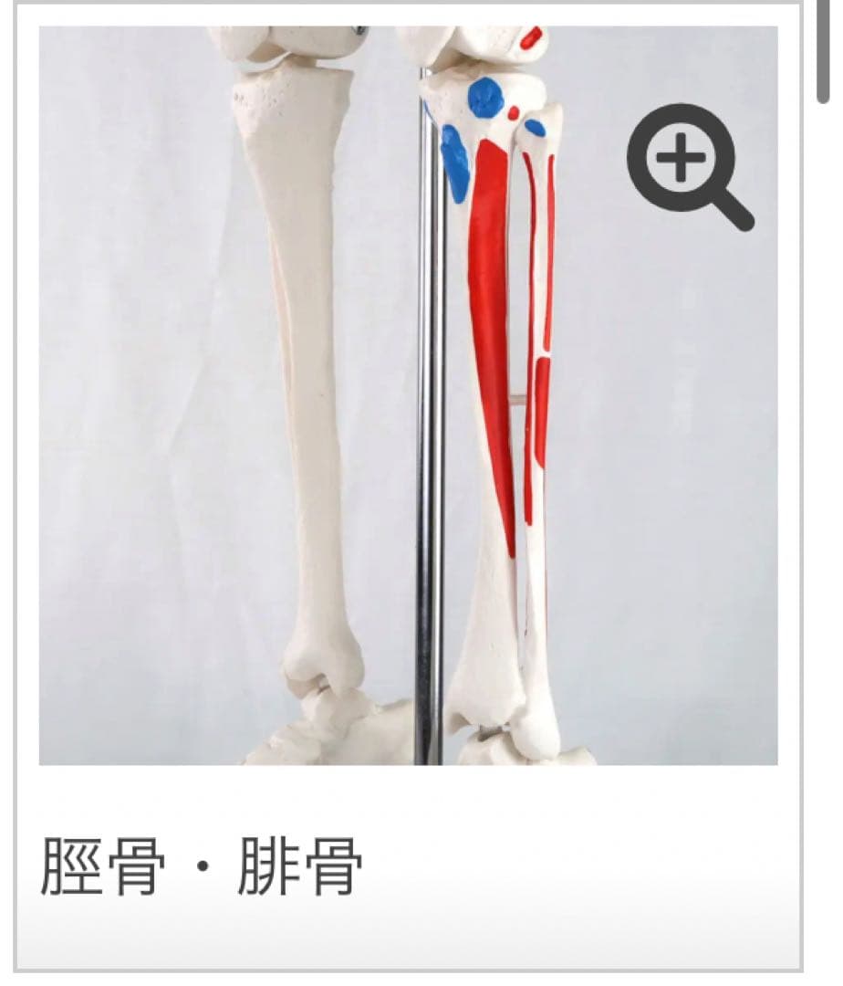 小型全身骨格模型 ショーティー・1/2縮尺型全身骨格モデル　筋・起始停止色表示