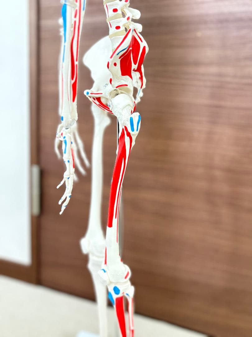 小型全身骨格模型 ショーティー・1/2縮尺型全身骨格モデル　筋・起始停止色表示