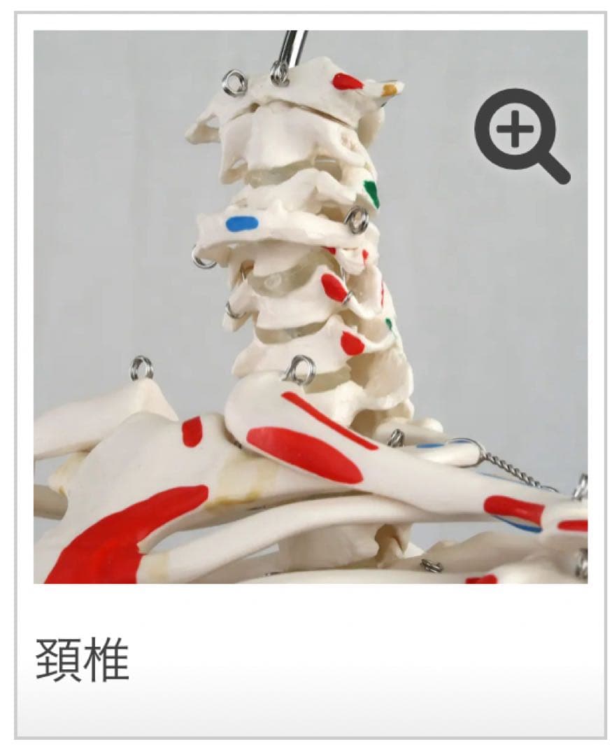 小型全身骨格模型 ショーティー・1/2縮尺型全身骨格モデル　筋・起始停止色表示