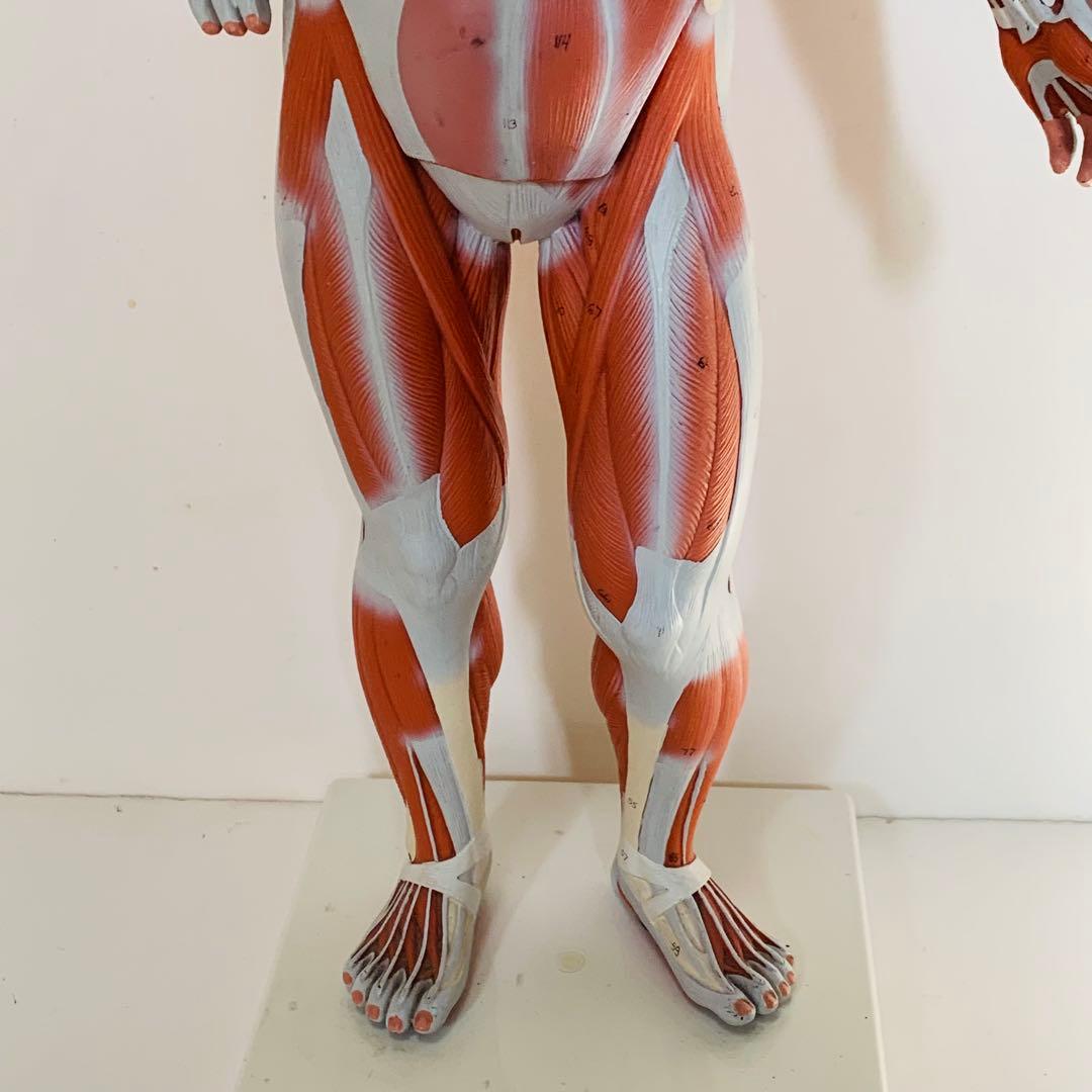 3B scientific 筋肉解剖 模型 1/4倍大・2分解モデル 人体模型