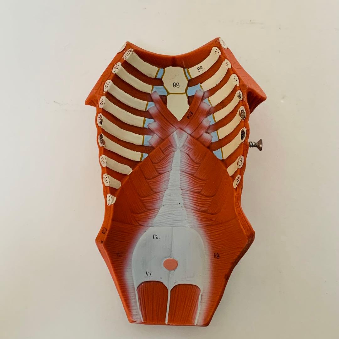 3B scientific 筋肉解剖 模型 1/4倍大・2分解モデル 人体模型