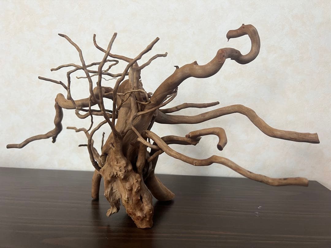 22321 ブランチウッド　流木　アクアリウム 沈水確認済