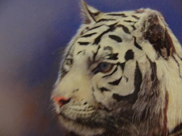 奥谷博、【虎】、希少な画集画、新品高級額 額装付、状態良好