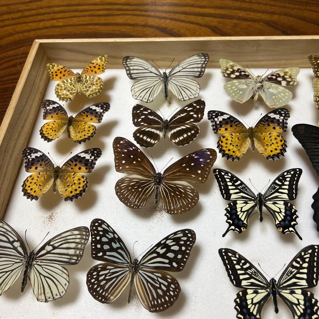 蝶の標本 15匹 木製フレーム