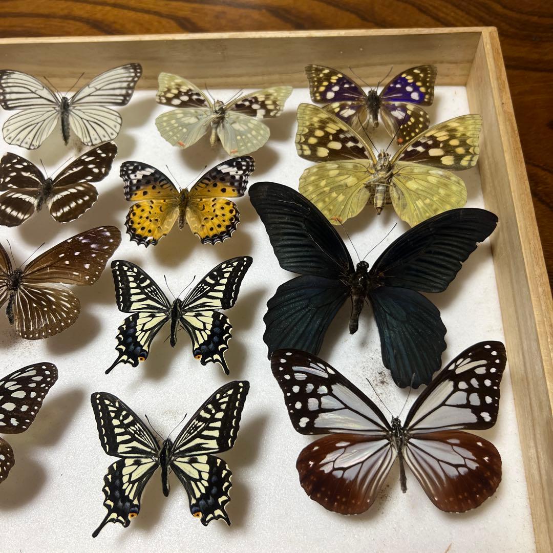 蝶の標本 15匹 木製フレーム