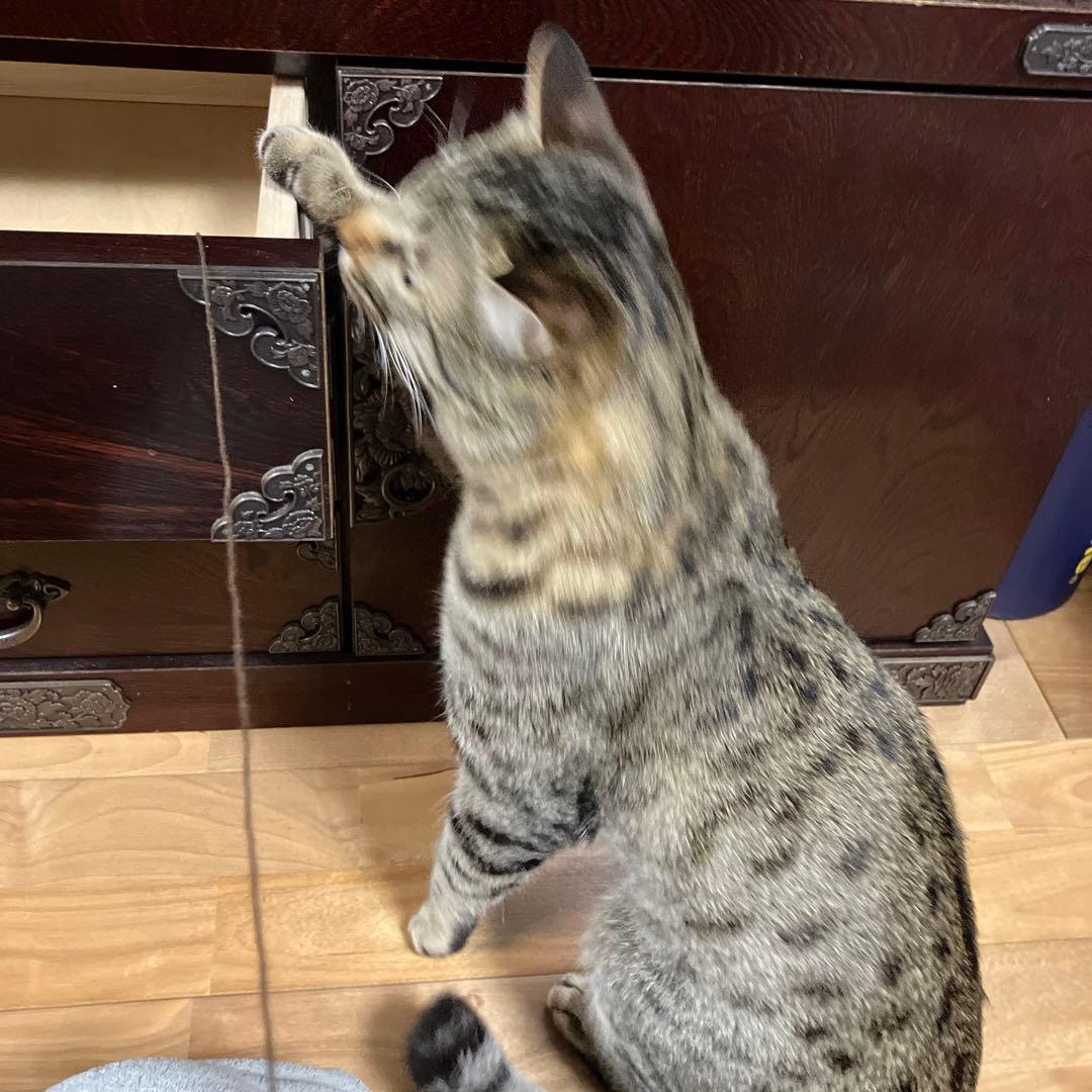 木製キャビネット 中型 ダークブラウン