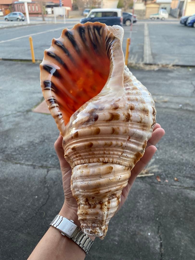 法螺貝　ホラ貝　34cm 1キロ前後