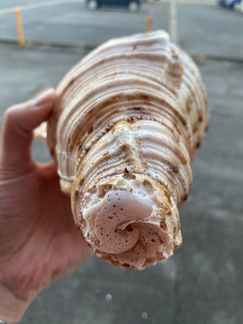 法螺貝　ホラ貝　34cm 1キロ前後