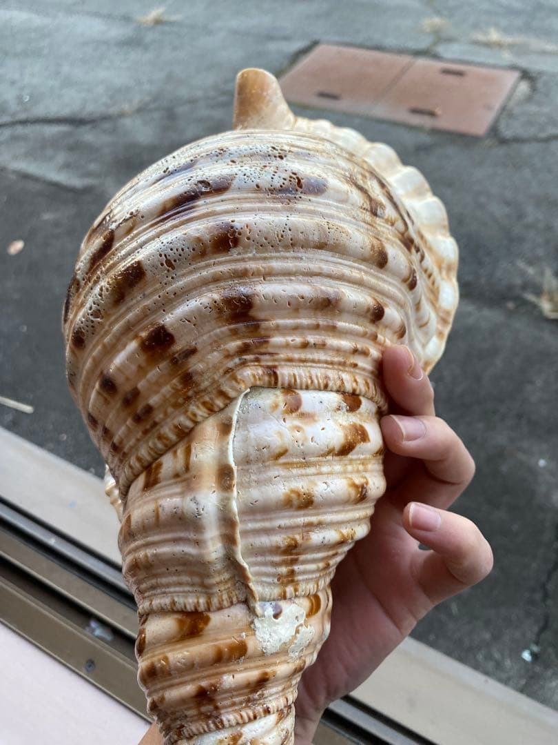 法螺貝　ホラ貝　34cm 1キロ前後