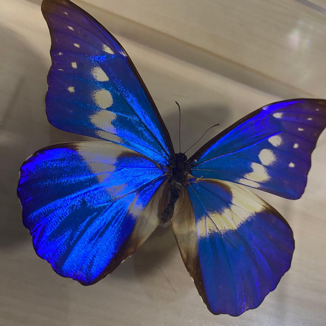 にこべー様 2点セット 専用出品