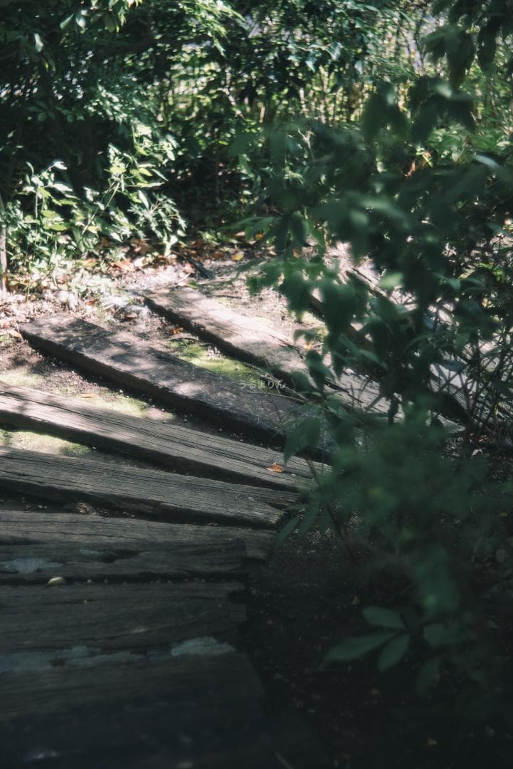 格安！バブルボケ！Meyer TRIOPLAN 100mm F2.8 ゼブラ