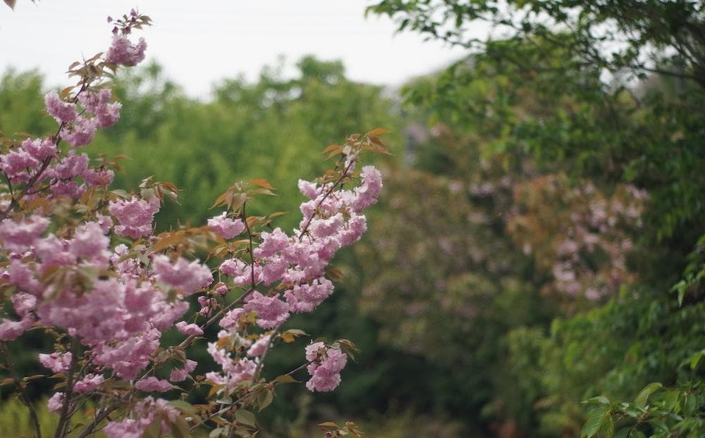 超希少Nikkor H C 5cm F/2 沈胴式 シリアル806 ライカL39