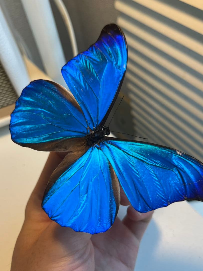 【極美個体】レテノールモルフォ蝶 蛾ピカソモスモルフォチョウ昆虫標本
