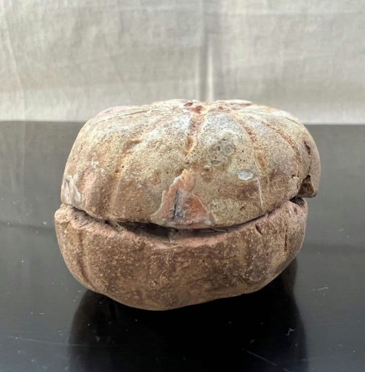 菊 香合 時代物 茶道具