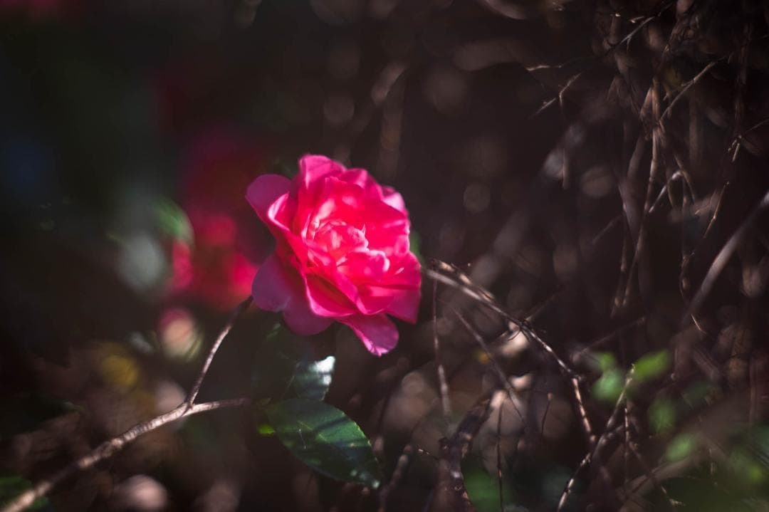 単焦点レンズ スーパータクマー55mm f1.8 191