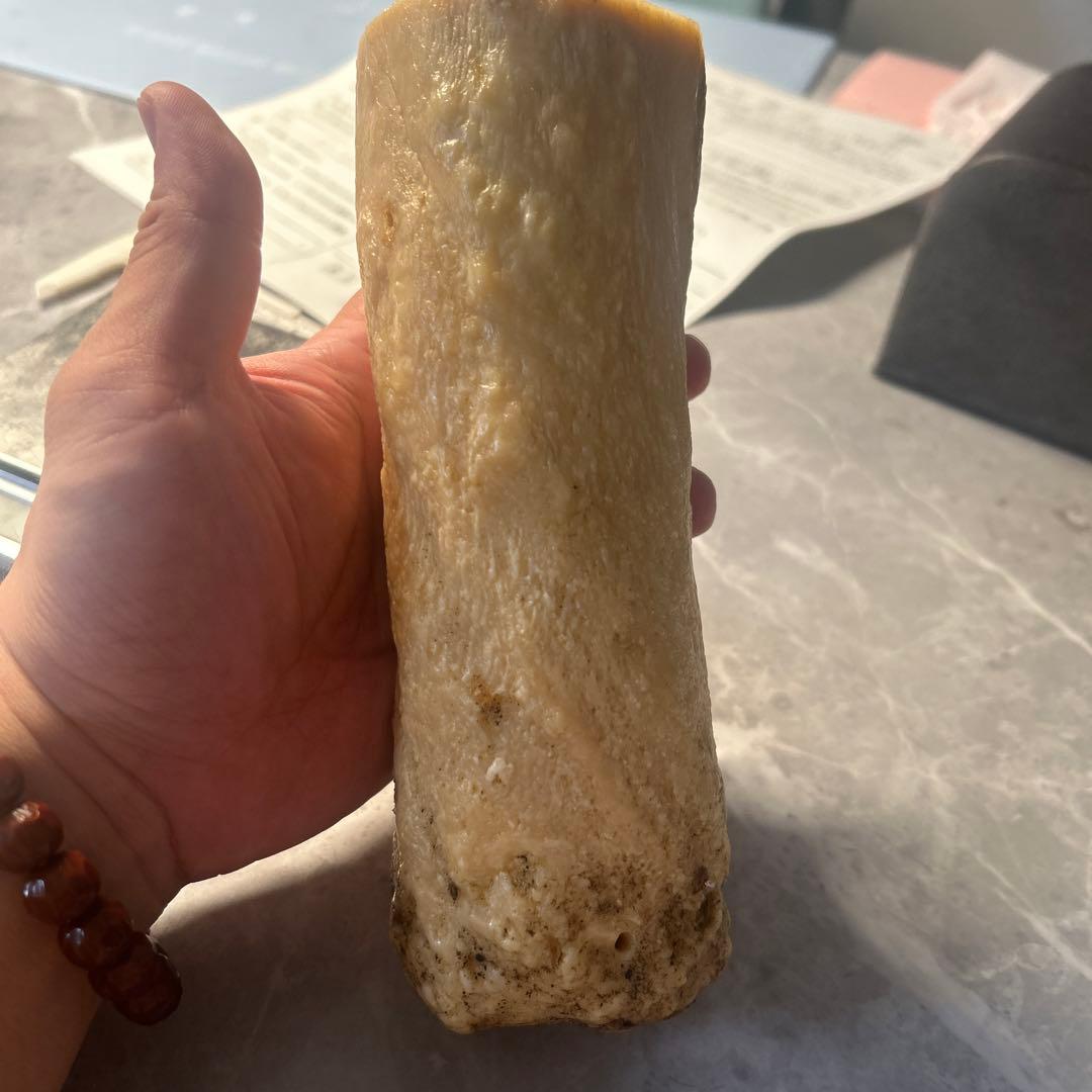 ウニコール イッカク鯨 鯨歯 超貴重 ブロック材 標本