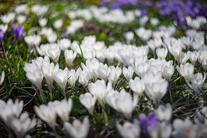 33 未使用　ぐるぐるボケレンズ　 ヘリオス　44-2　M42