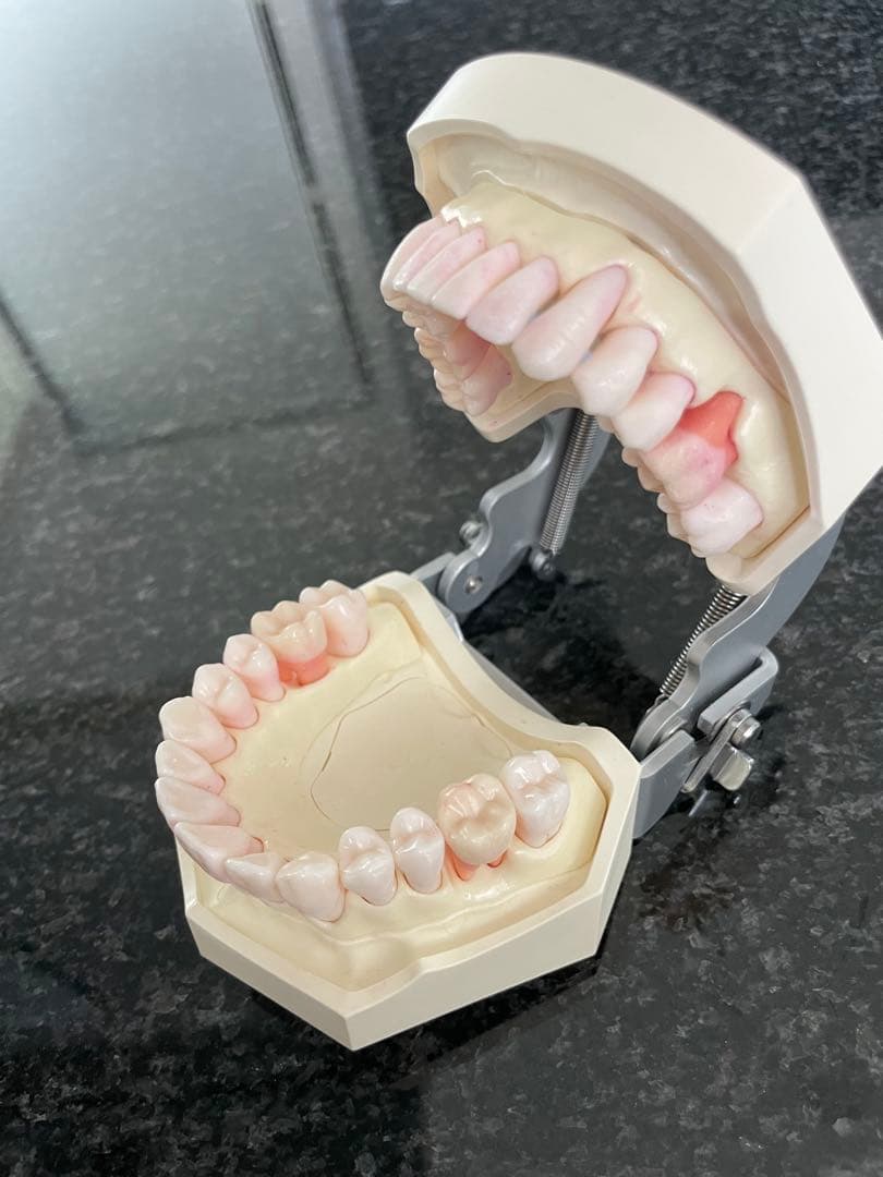 NISSIN 顎模型 ニッシン