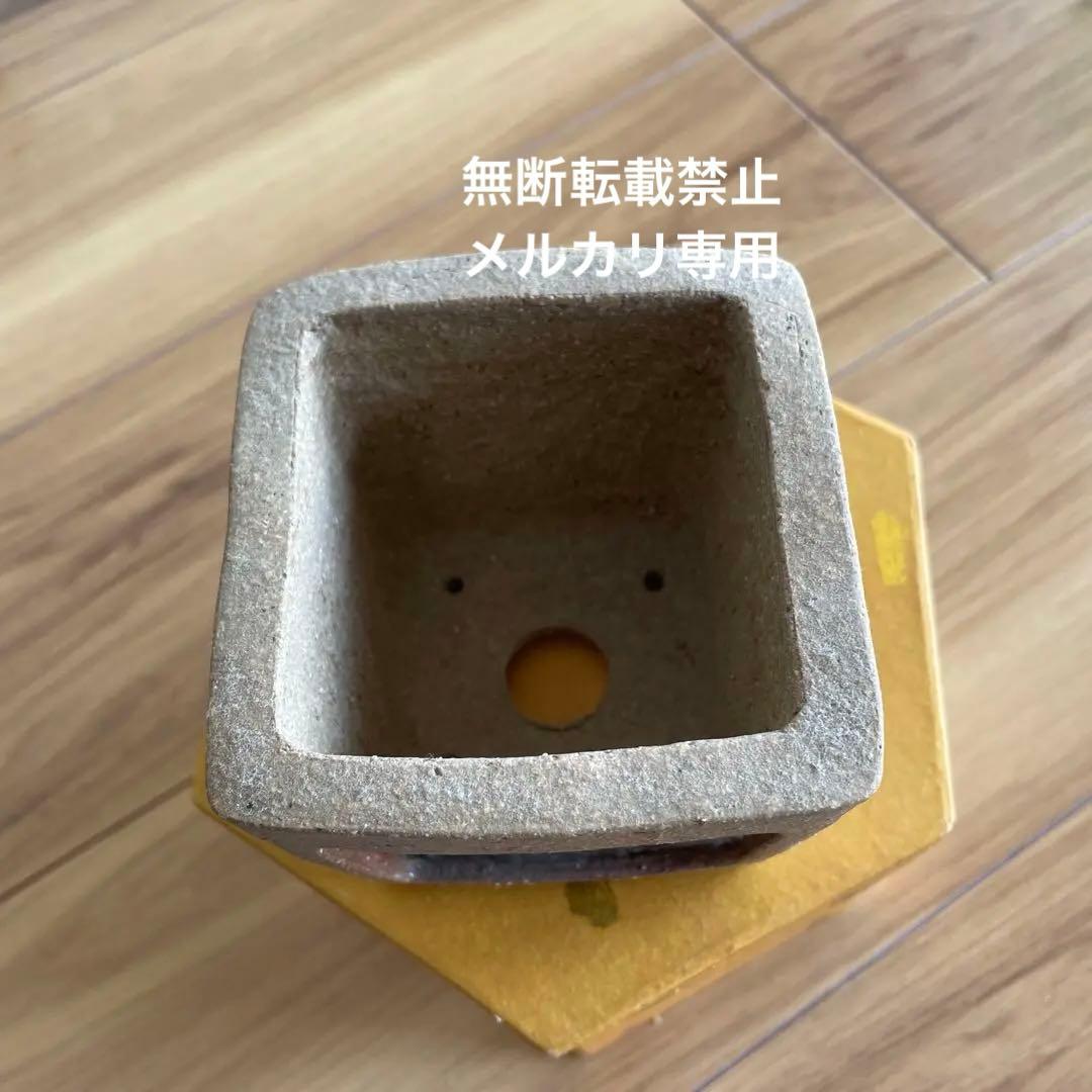 盆栽鉢　桑津香石　絵鉢　菖蒲　山野草　正方形