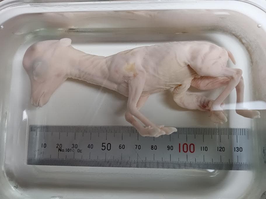 【学術標本】種名ニホンジカ　胎児（♂）　エタノール浸漬標本　頭胴長約１２０ｍｍ