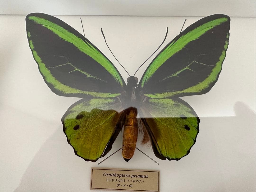 【にこベー★】標本箱ドイツ箱 黒色 UV加工6箱 蝶と蛾の標本