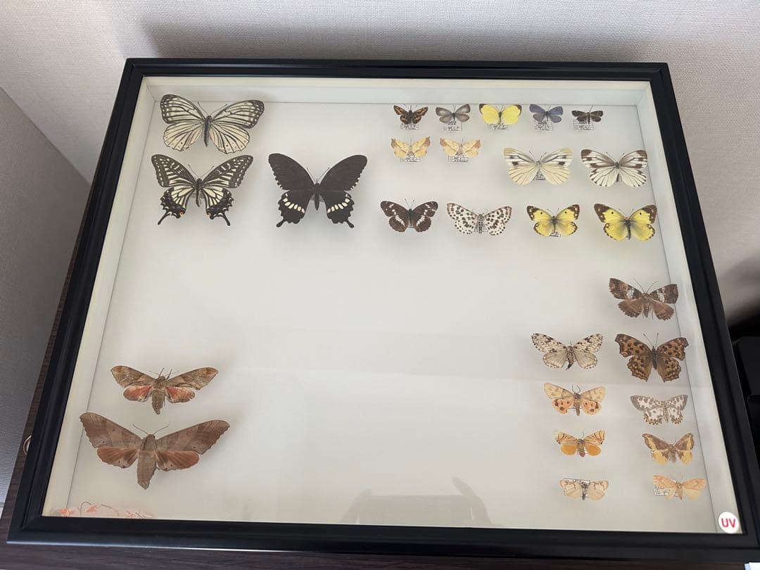 【にこベー★】標本箱ドイツ箱 黒色 UV加工6箱 蝶と蛾の標本