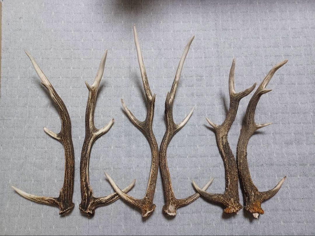 エゾ鹿の角 8対16本