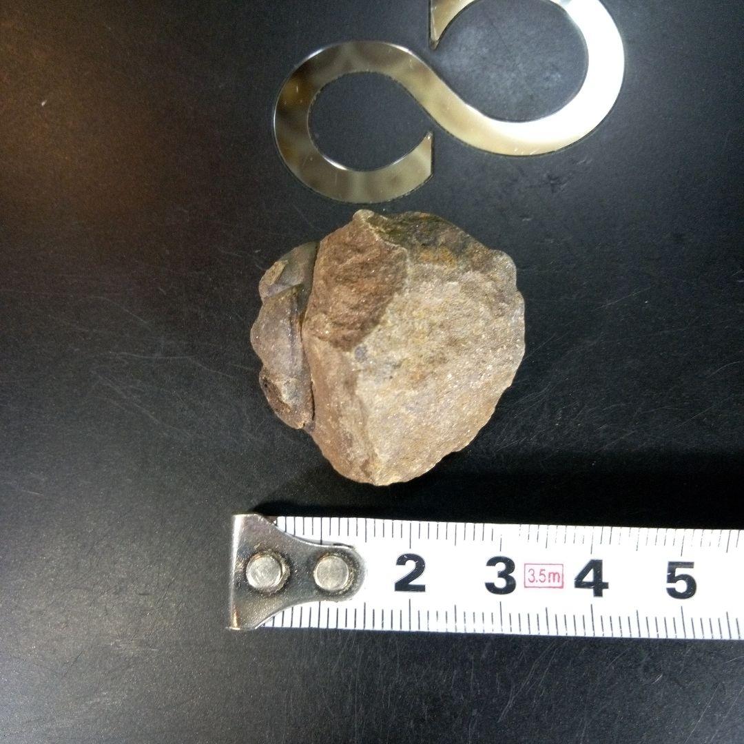 三葉虫　化石　ボリビア産　南アメリカ　trilobite　Bolivia三葉虫①